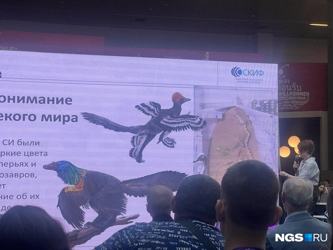 Казалось бы, где Институт ядерной физики, а где динозавры, но именно ядерщики и вернули древних ящеров из детских библиотек в серьезную науку | Источник: Анна Скок / NGS.ru