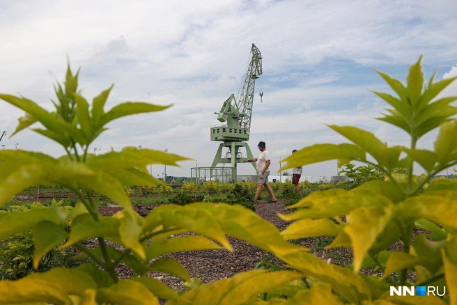 На Стрелке появился арт-объект, напоминающий о ее историческом прошлом. На набережной, где раньше располагался речной порт, установили кран высотой в 50 метров. Его привезли с территории завода «Красное Сормово» | Источник: Наталья Бурухина / NN.RU