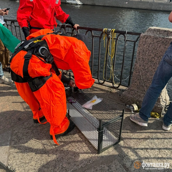 Источник: Валентин Егоршин / «Фонтанка.ру»