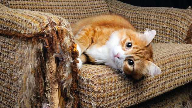 15 фотографий бардака и кошек, которые совершенно ни при чем