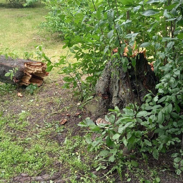 Источник: Комитет по благоустройству СПб