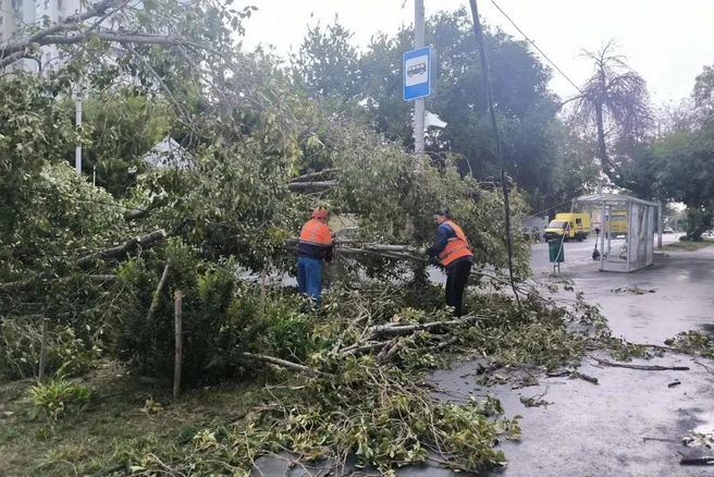 В Самаре ураган повалил 30 деревьев за день | Источник: администрация Самары