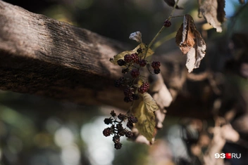 В некоторых домах уже давно никто не живет | Источник: Дарья Паращенко / 93.RU