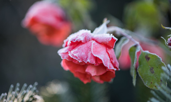 Чтобы розы не померзли: 3 важных шага, которые нужно сделать дачнику осенью