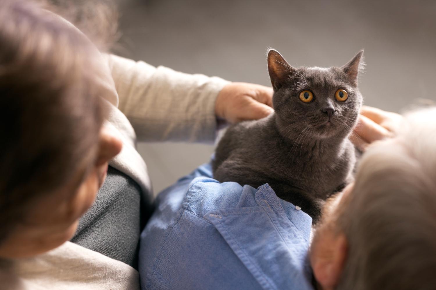 Маленькое сердечко может не выдержать: 5 вещей, пугающих кошек до смерти