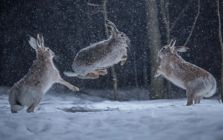Смех по-фински: взгляните на 15 самых забавных кадров с животными в истории фотоконкурса Vuoden Luontokuva | Источник: Mikko Saren / Vuoden Luontokuva 2020