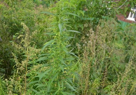 В центре Рязани вновь выросла конопля | ya62.ru