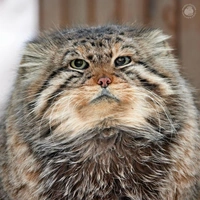 Каждый был многодетным отцом: в Новосибирске с разницей в 12 дней умерли два манула-долгожителя