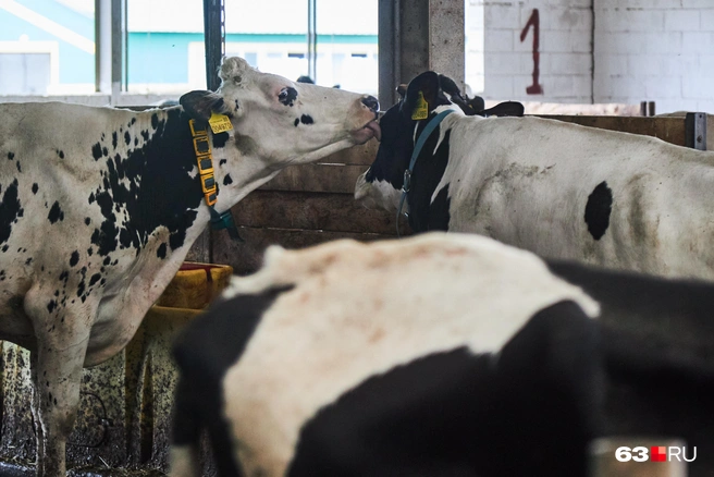 Источник: Роман Данилкин / 63.RU