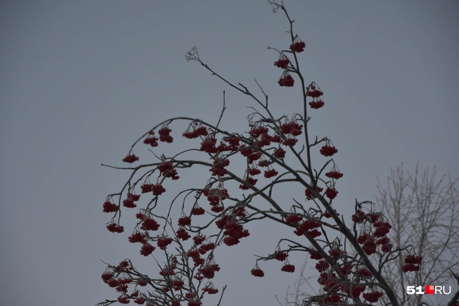 Источник: Александра Балаба / 51.RU