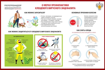 Эпидситуация по клещевым инфекциям в Ивановской области