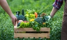 7 самых полезных овощей августа-сентября и сколько их есть, объяснила диетолог Черная