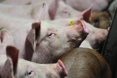 Скопинцы против свинокомплексов: ответ властей