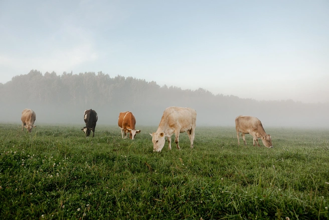 Источник: предоставлено пресс-службой «ЭкоНива»