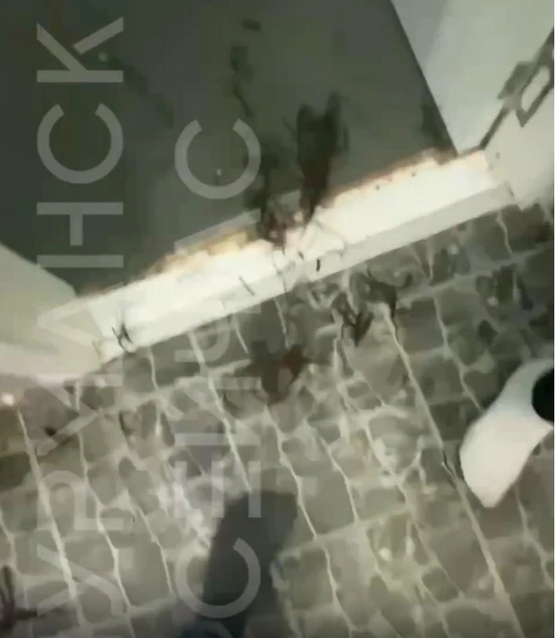 Источник: скриншот «Мурманск сейчас» / T.me