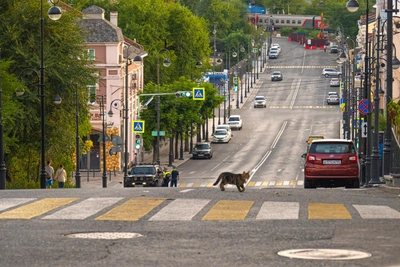 Урбанисты планируют пеший маршрут из центра Владивостока до Нейбута