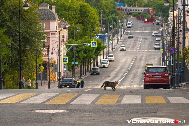 Источник: Елена Буйвол / VLADIVOSTOK1.RU