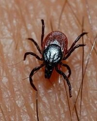 На Урале увеличат объемы вакцинации населения от клещевого энцефалита | www.e1.ru