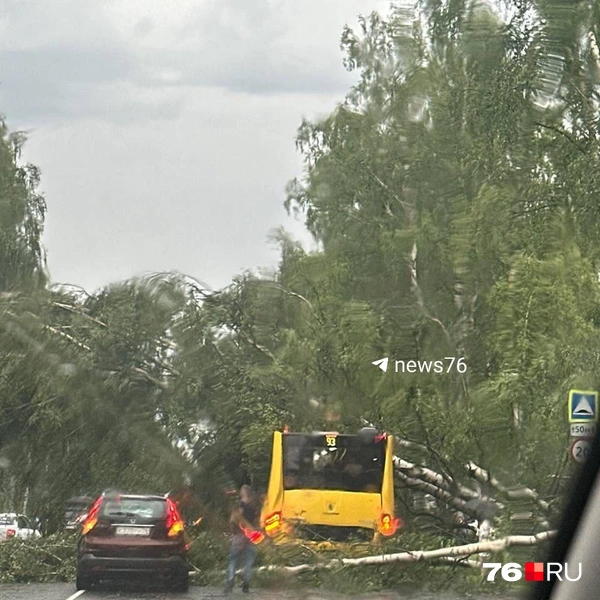 Дерево упало на автобус | Источник: читатель 76.RU