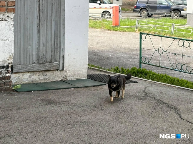 Этот жилец хостела мешает владельцам квартир не только лаем, но при ближайшем общении его простили | Источник: Настасья Медведева / NGS.RU