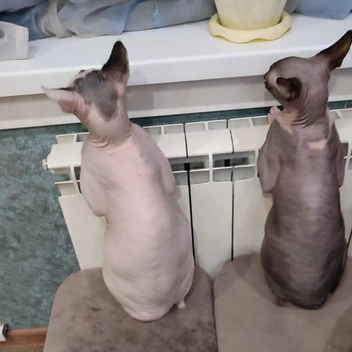 Сфинксы замерзают быстрее всех и обожают греться у батареи | Источник: читатель НГС Дмитрий