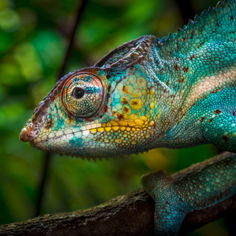 Очутись в «Голубой лагуне»: 20 удивительных фото дикой природы