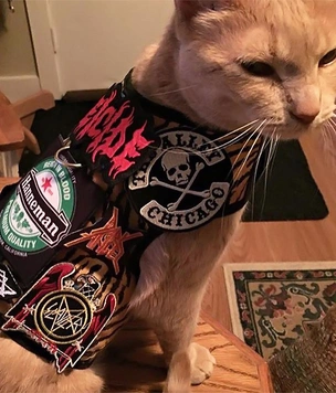 Коты в хэви-метал-прикиде и нашивках