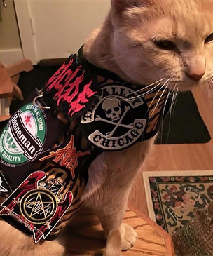 Коты в хэви-метал-прикиде и нашивках