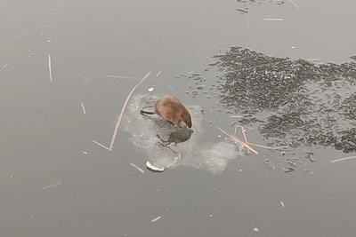 Ондатра дрейфует на льдине по Волге в Саратове