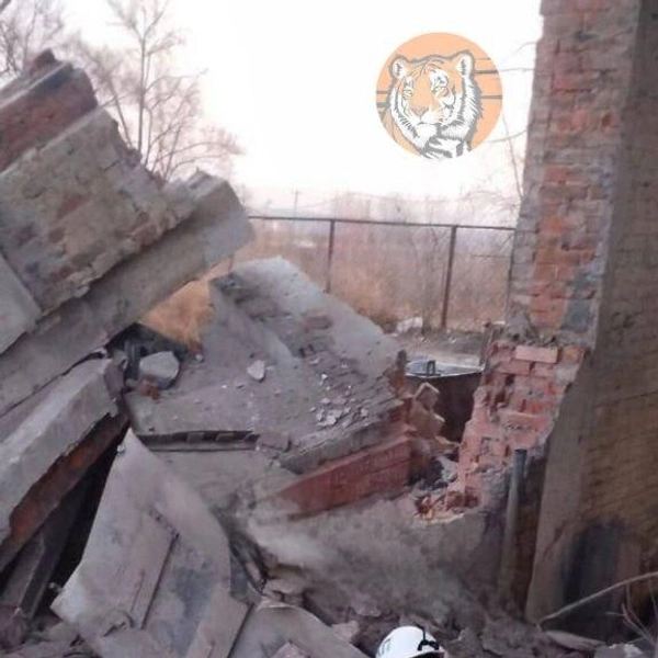 Источник: vdk_tiger_vladivostok25 / Telegram