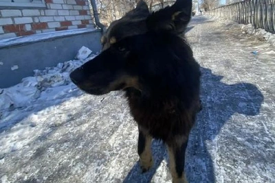 Цепной пес укусил ребенка в Приамурье