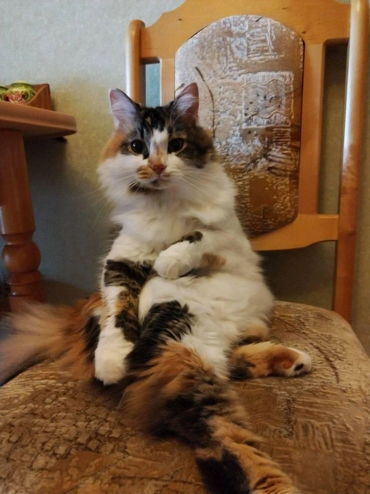 Доброе кокетливое утро! | Источник: читатель 63.RU