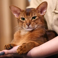 Как живет и что ест самый красивый кот в мире Далмоша, и сколько стоит его содержать