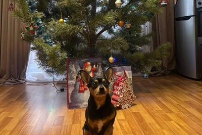 Челябинцы показали новогодние наряды своих питомцев