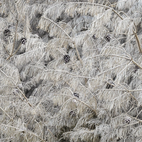 Финалист в номинации «Растения и грибы» | Источник: Simon Booth / Nature Photographer of the Year 2025