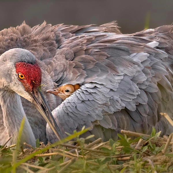 Второе место в номинации «Птицы» | Источник: Robert Gloeckner / Florida Wildlife Federation Photo Contest 2025