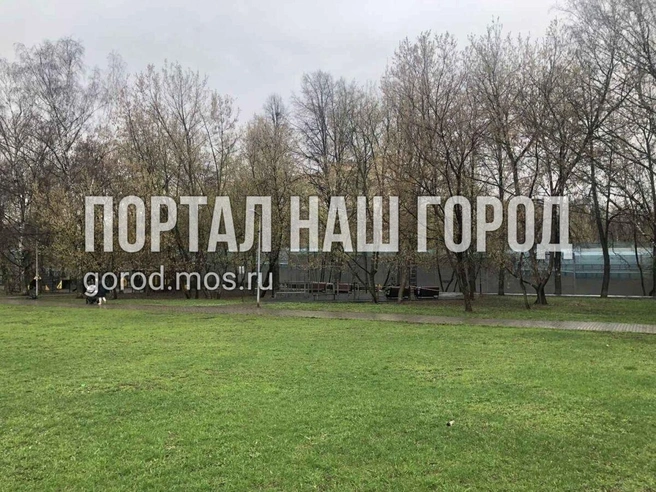 В парке разросся американский клен | Источник: gorod.mos.ru