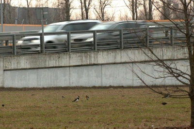 В Петербург вернулись чибисы-пигалицы