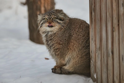 Манул приготовил лапки к морозам — милое видео