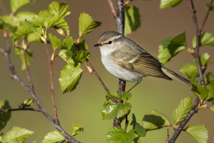 Пеночка-зарничка (Phylloscopus inornatus) | Источник: blickwinkel via Legion Media