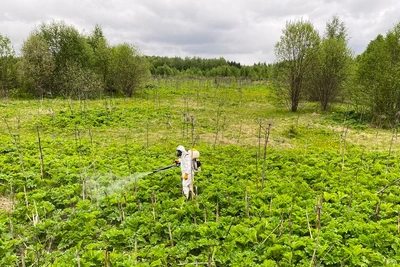 Владельцам участков с борщевиком ужесточат требования