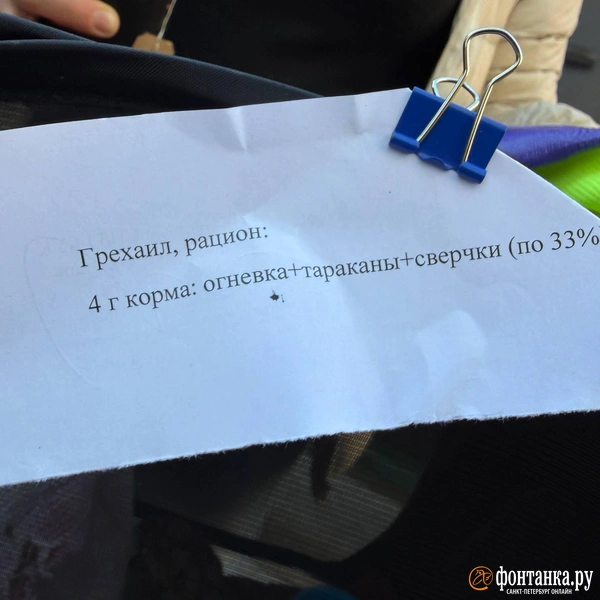 Источник: Евгения Горбунова / FONTANKA.RU