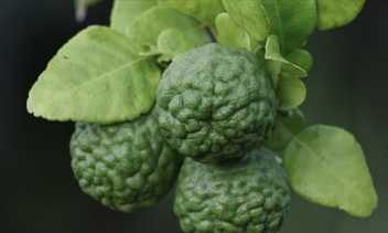 Бергамот – ароматный фрукт с целебными свойствами