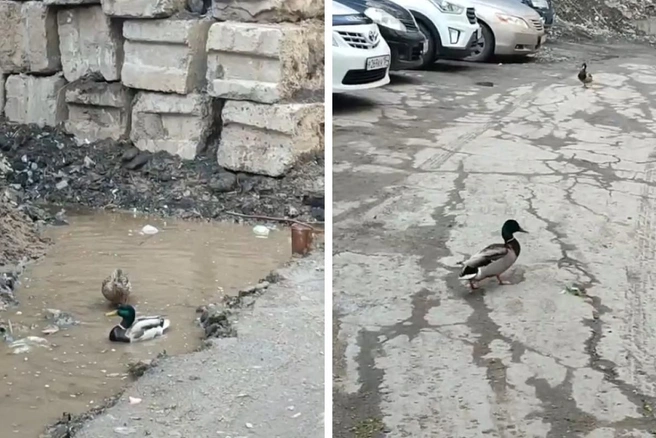 Природа сразу же по своему распорядилась появившейся водой | Источник: Георгий Андреев