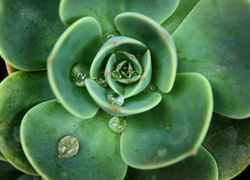 6 причин попробовать кактусовую воду