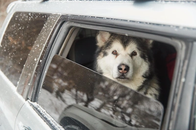 Автобизнесы Новосибирска: топ-10 номинантов премии