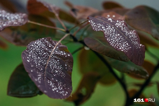Источник: Евгений Вдовин / 161.RU