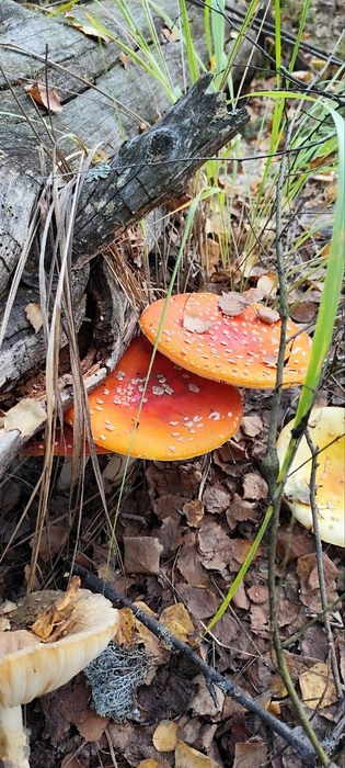 Источник: читатель NN.RU