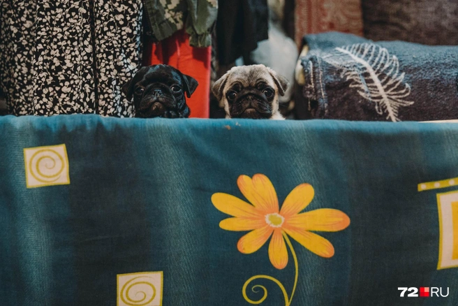 Такие милые мопсы живут у героини нашей «Народной премии» Юлии Сысолятиной | Источник: Ирина Шарова / 72.RU