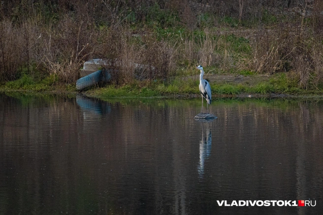 Источник: Елена Буйвол / VLADIVOSTOK1.RU
